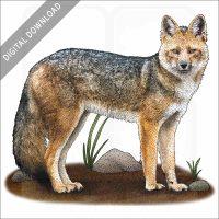 Culpeo or Andean Wolf illustration