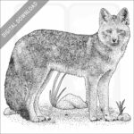 Culpeo or Andean Fox