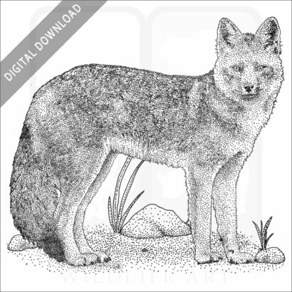 Culpeo or Andean Fox
