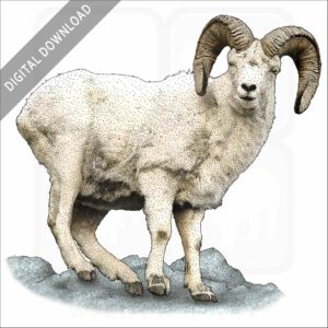 Dall Sheep stock image