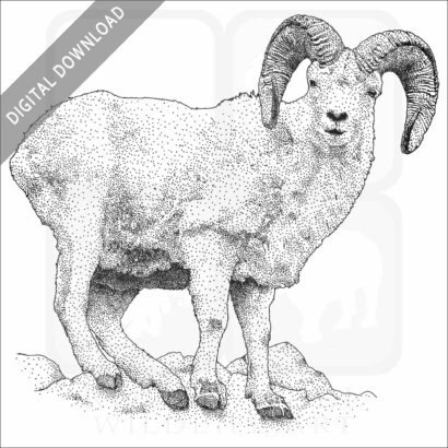 Dall Sheep
