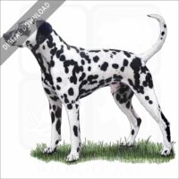 Dalmatian illustration