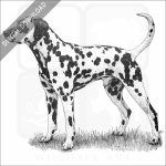 Dalmatian
