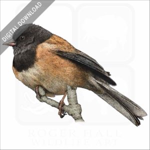 Dark-Eyed Junco stock image
