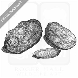 Dates stock image