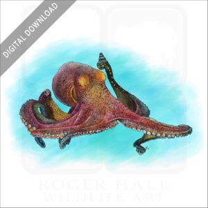 Day Octopus stock image