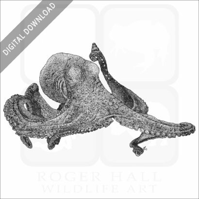 Day Octopus