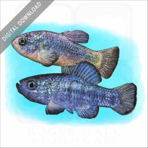 Death Valley Pupfish stock image
