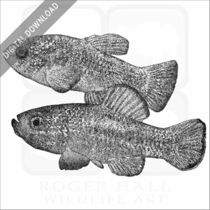 Death Valley Pupfish