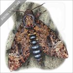 Greater Death's Head Hawkmoth stock image