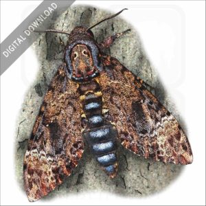Greater Death's Head Hawkmoth stock image