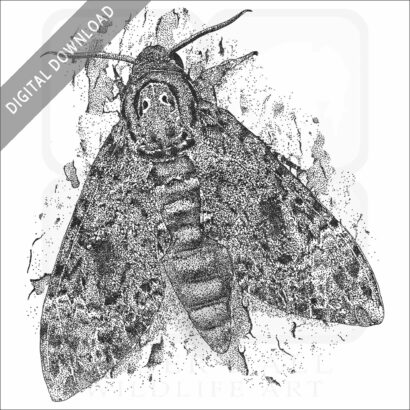 Greater Death's Head Hawkmoth