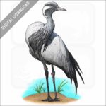 Demoiselle Crane stock image