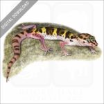 Western Banded Gecko stock image