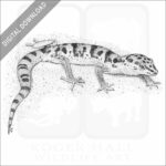 Western Banded Gecko