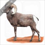 Desert Bighorn stock image