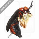 Desert Blister Beetle stock image