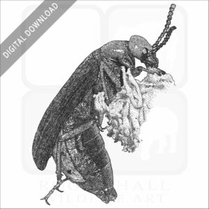 Desert Blister Beetle