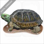 Desert Box Turtle stock image