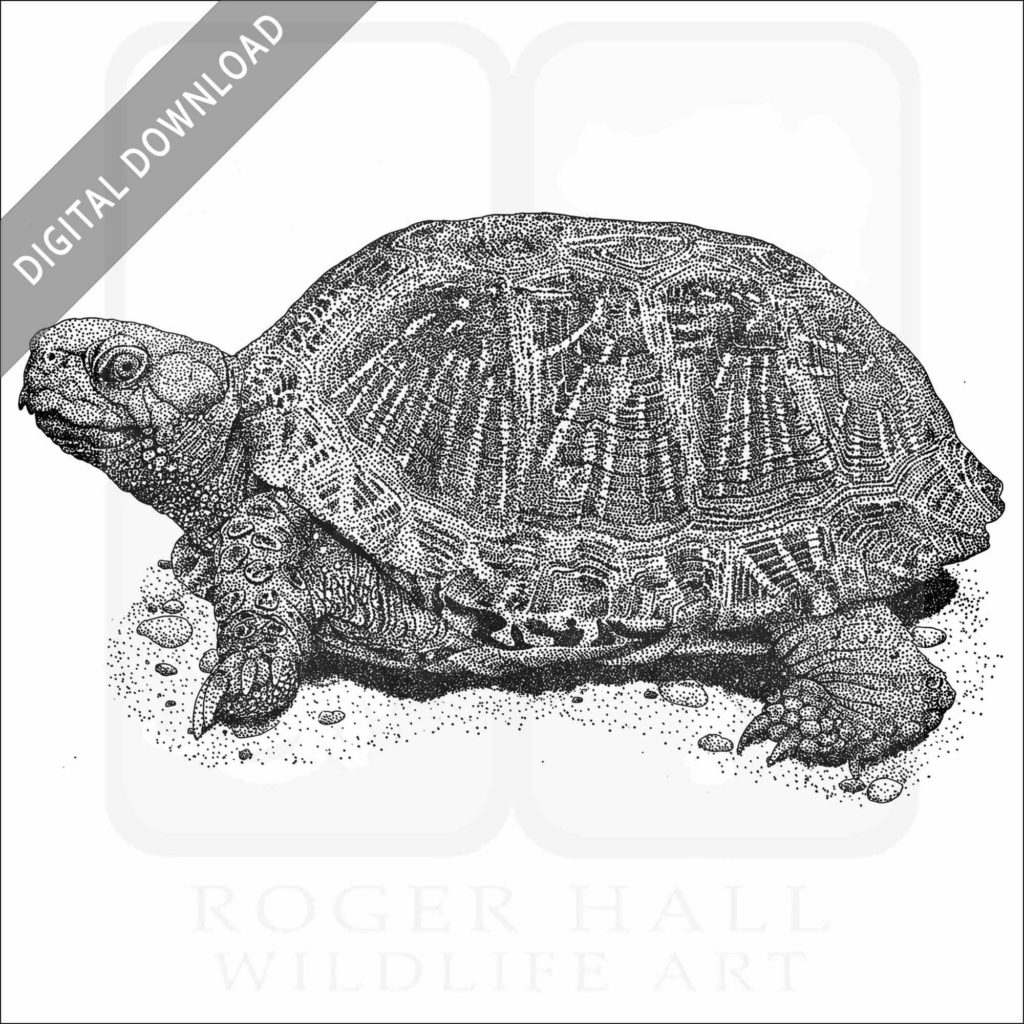 Box Turtle of North America Poster Print