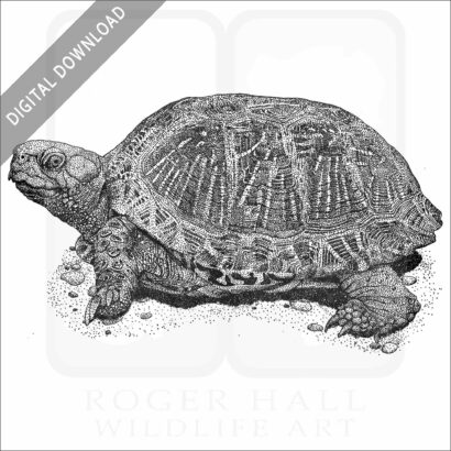 Desert Box Turtle