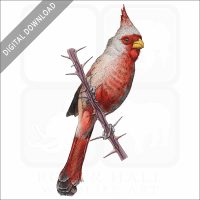 Desert Cardinal stock image