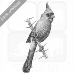 Desert Cardinal