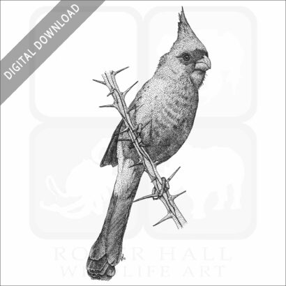 Desert Cardinal