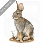 Desert Cottontail stock image
