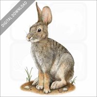 Desert Cottontail stock image