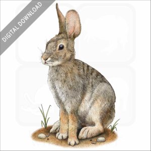 Desert Cottontail stock image