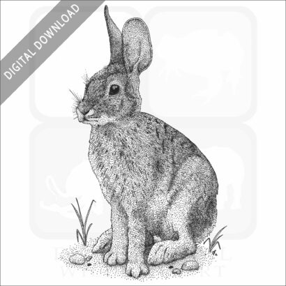 Desert Cottontail