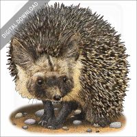 Desert Hedgehog stock image