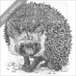 Desert Hedgehog