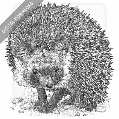 Desert Hedgehog