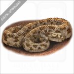 Desert Horned Viper stock image