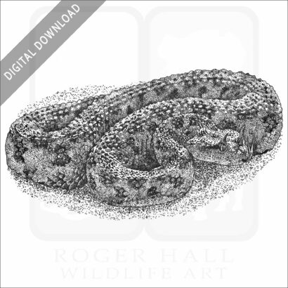Desert Horned Viper
