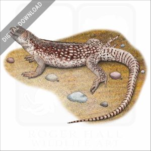 Desert Iguana stock image