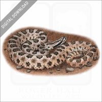 Desert Massasauga stock image