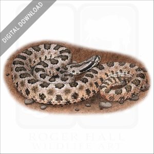 Desert Massasauga stock image
