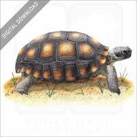 Desert Tortoise stock image