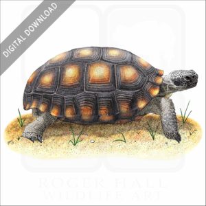 Desert Tortoise stock image