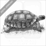 Desert Tortoise