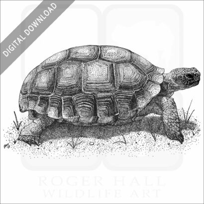 Desert Tortoise