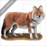 Dhole or Asiatic Wild Dog stock image