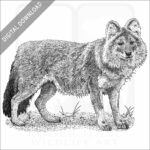 Dhole or Asiatic Wild Dog