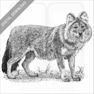 Dhole or Asiatic Wild Dog