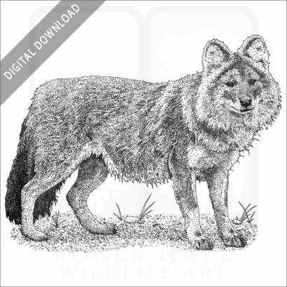 Dhole or Asiatic Wild Dog