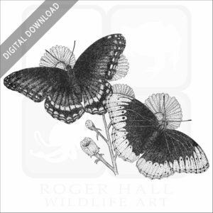 Diana Fritillary Butterflies