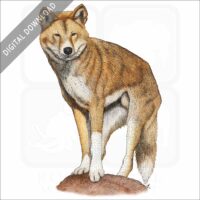 Dingo stock image